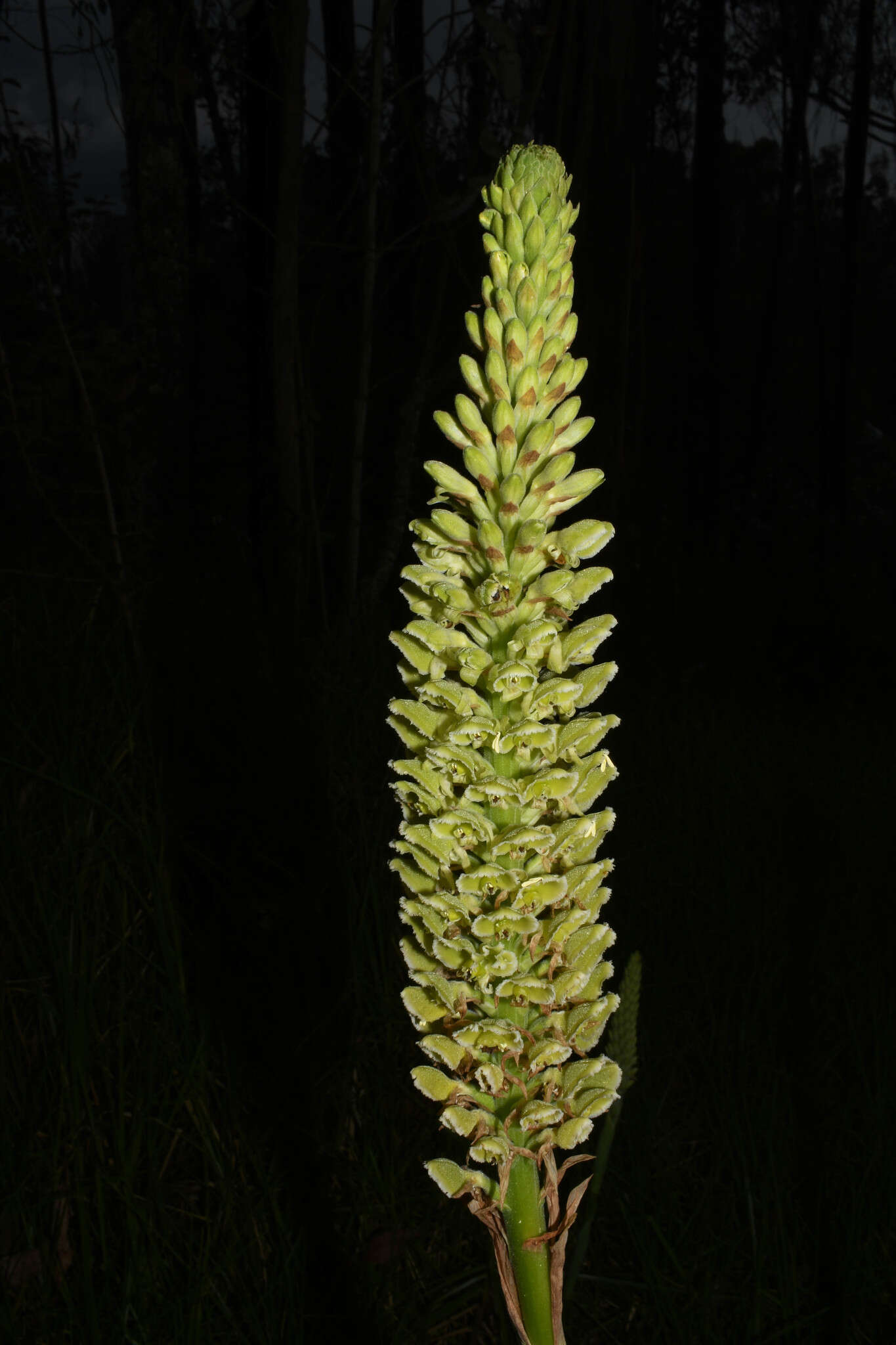 Image of Altensteinia fimbriata Kunth