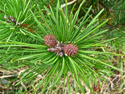 Imagem de Pinus contorta Douglas ex Loudon