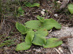 Image of Satyrium humile Lindl.