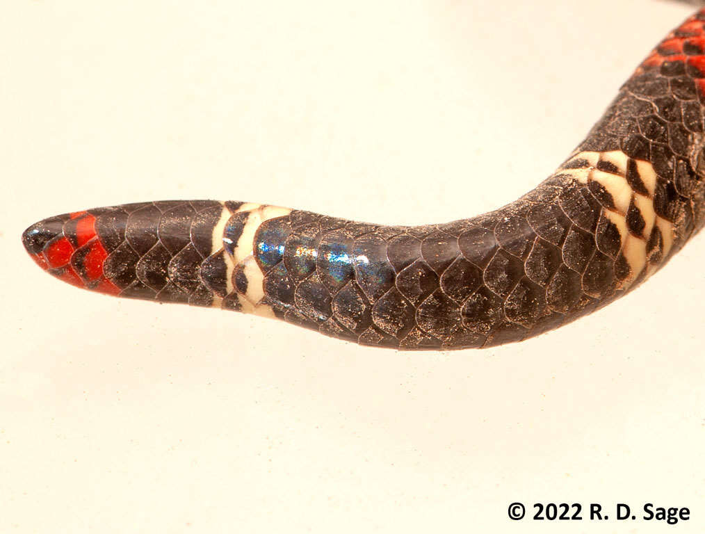Image of Argentinian Coral Snake