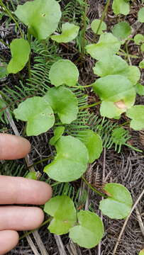 Image of Centella uniflora (Col.) Nannf.