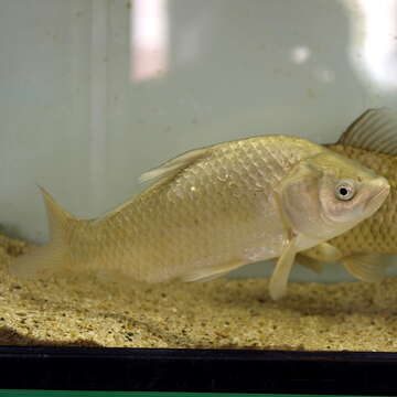 Image of Japanese crucian carp