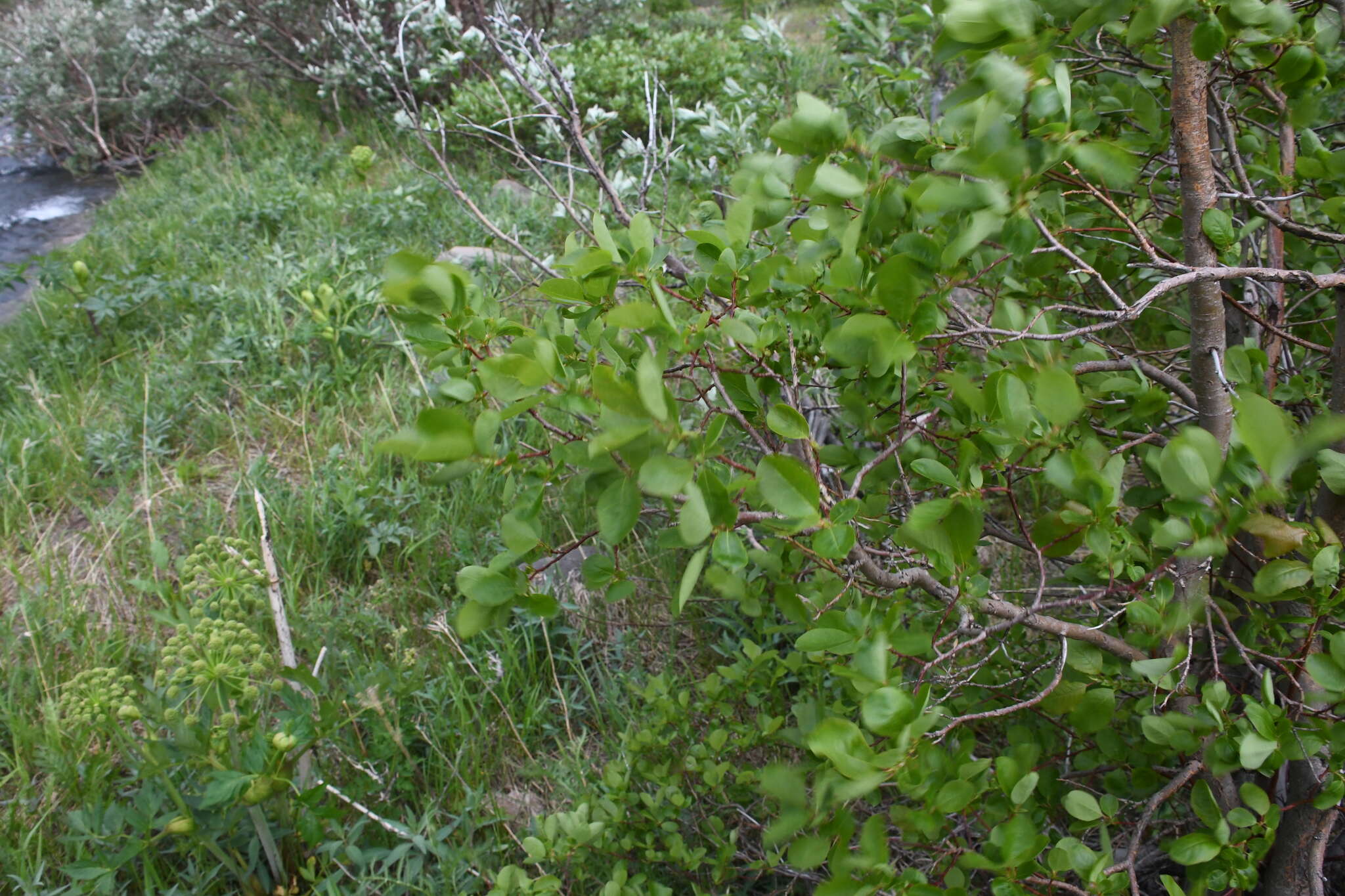 Image of Salix pyrolifolia Ledeb.