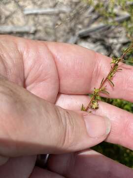 Image of Pseudanthus orientalis F. Muell.