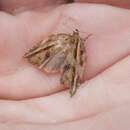 Image of brindled bell moth