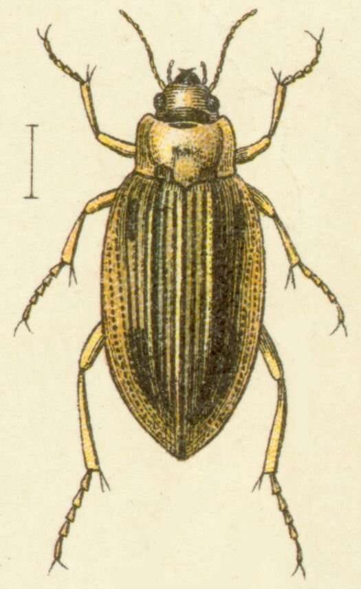 Image of Brychius elevatus