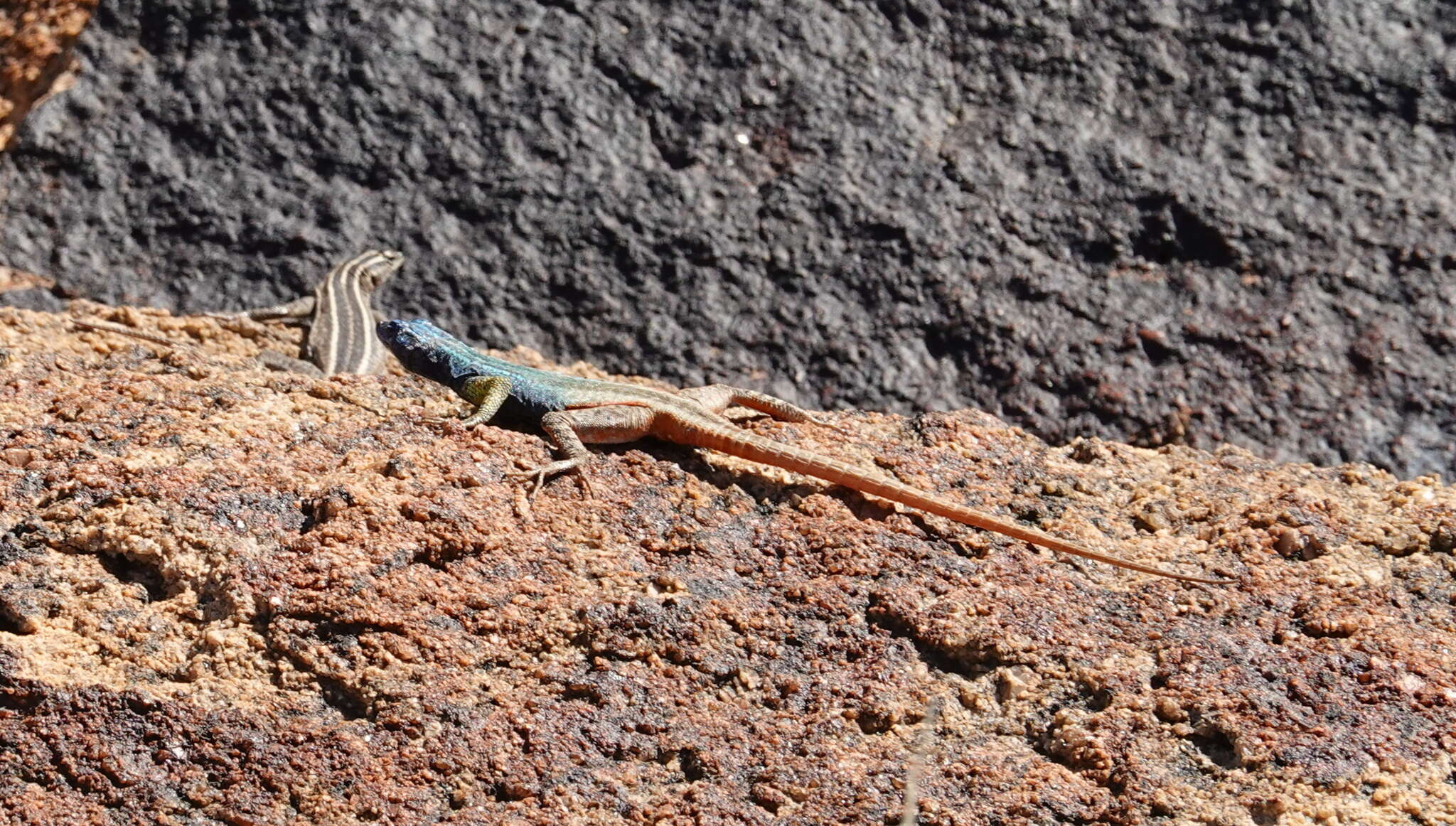 Image de Platysaurus broadleyi Branch & Whiting 1997