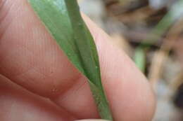 Image of October lady's tresses