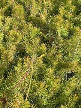 Image of Persoonia chamaepitys A. Cunn.