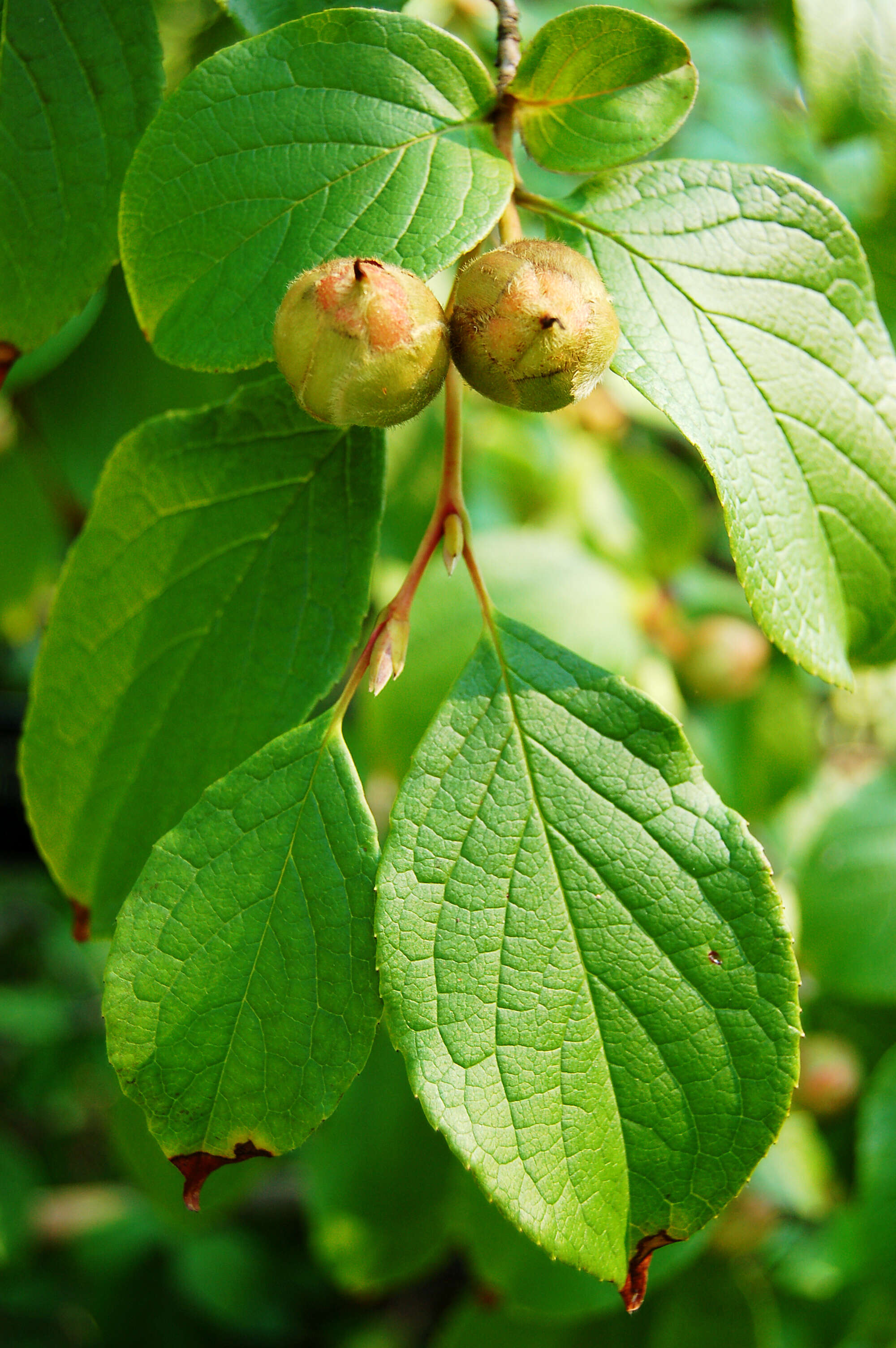 Image of Japanese stewartia