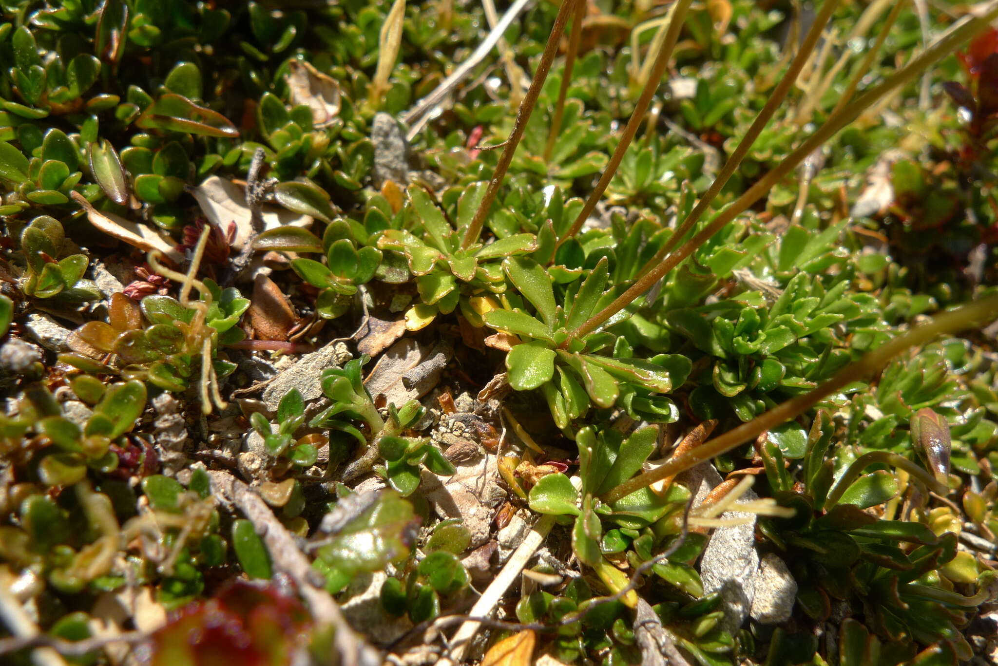 Image of Wahlenbergia pygmaea subsp. pygmaea