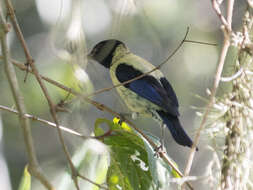 Image of Black-headed Tanager