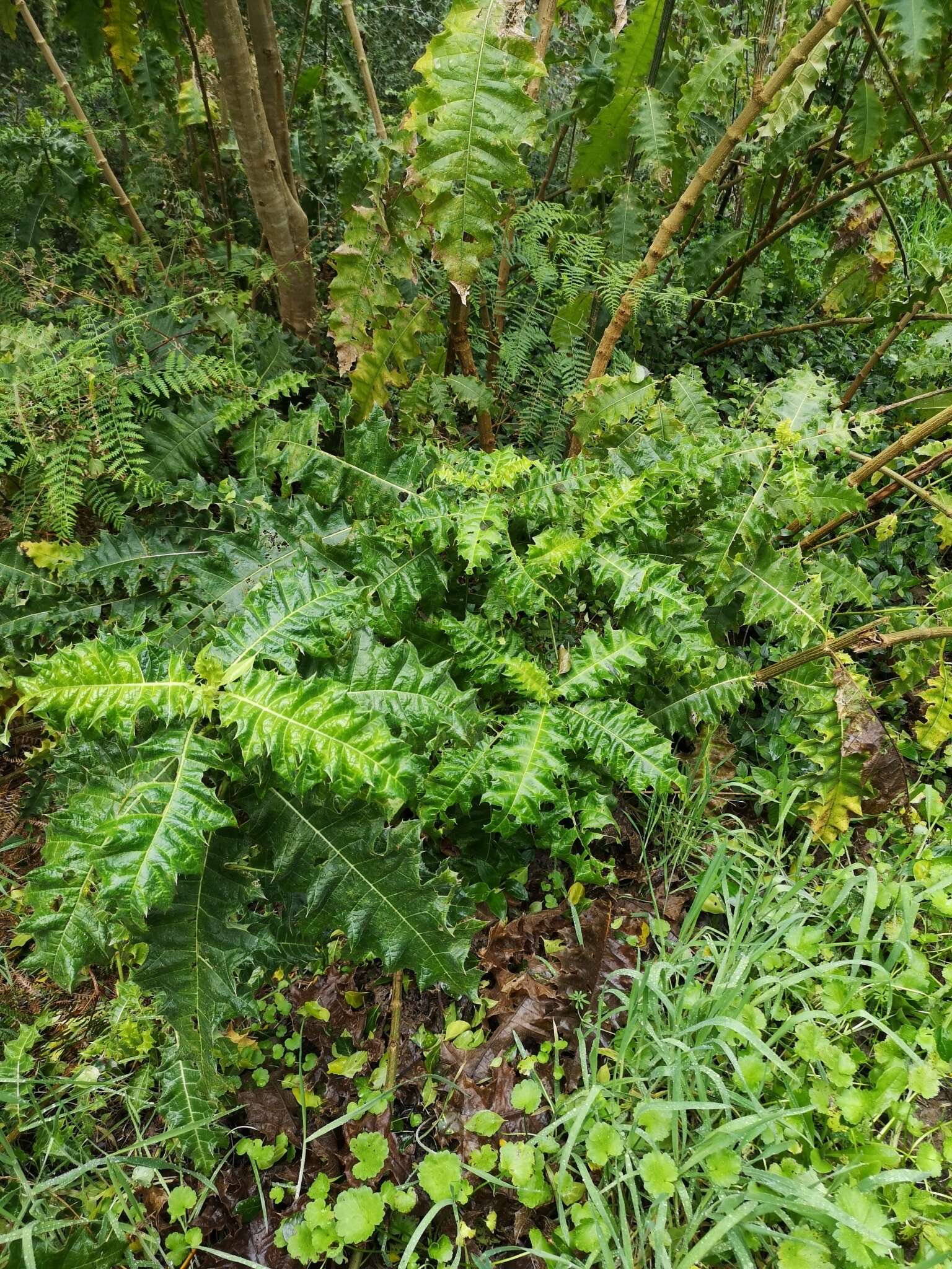 Image of Acanthus polystachyus Del.