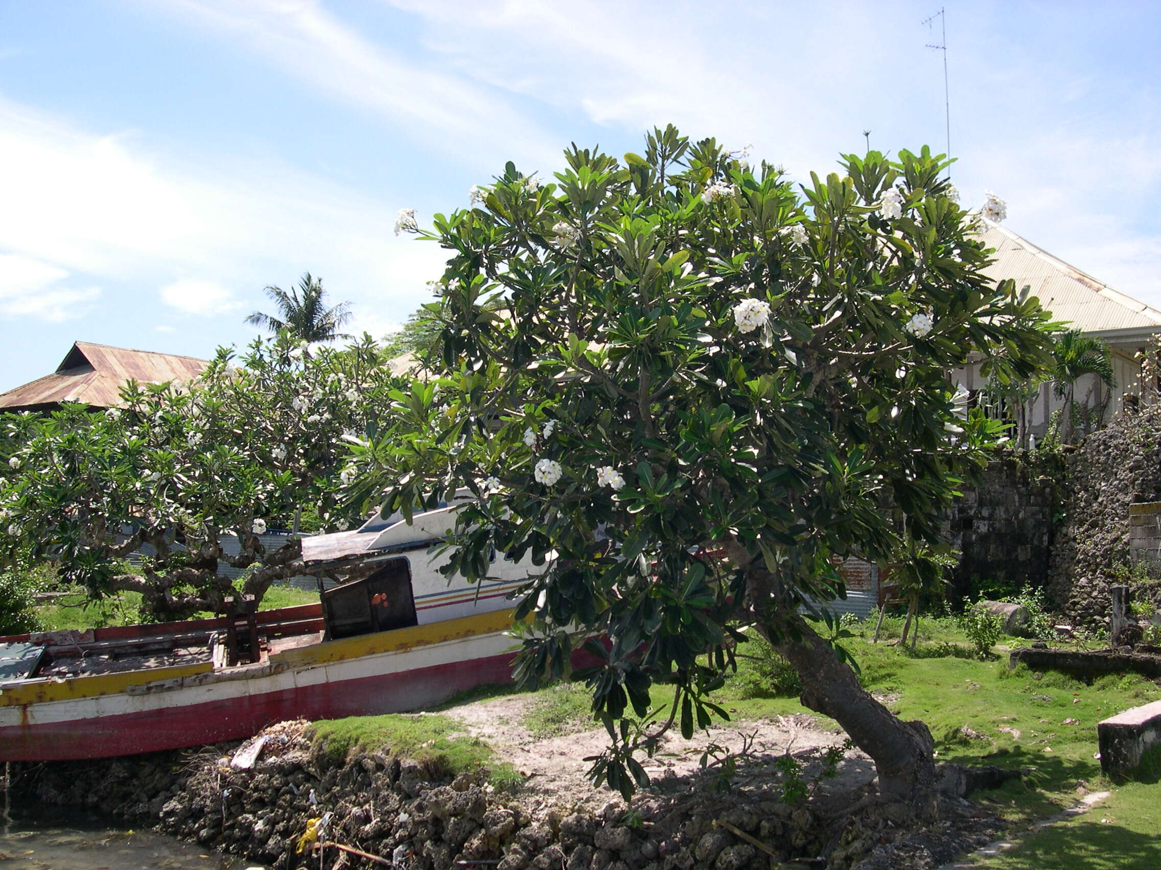 Image of Singapore graveyard flower