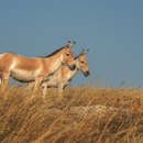 Sivun Equus hemionus kulan (Groves & Mazák 1967) kuva