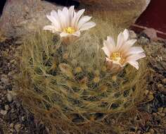 Image of Mammillaria aureilanata Backeb.