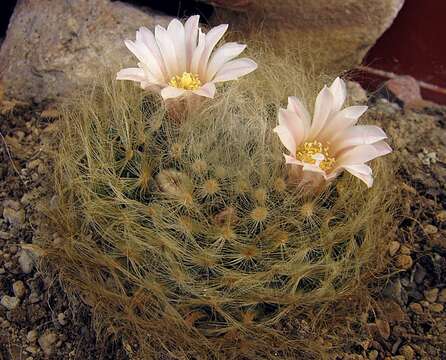 صورة Mammillaria aureilanata Backeb.