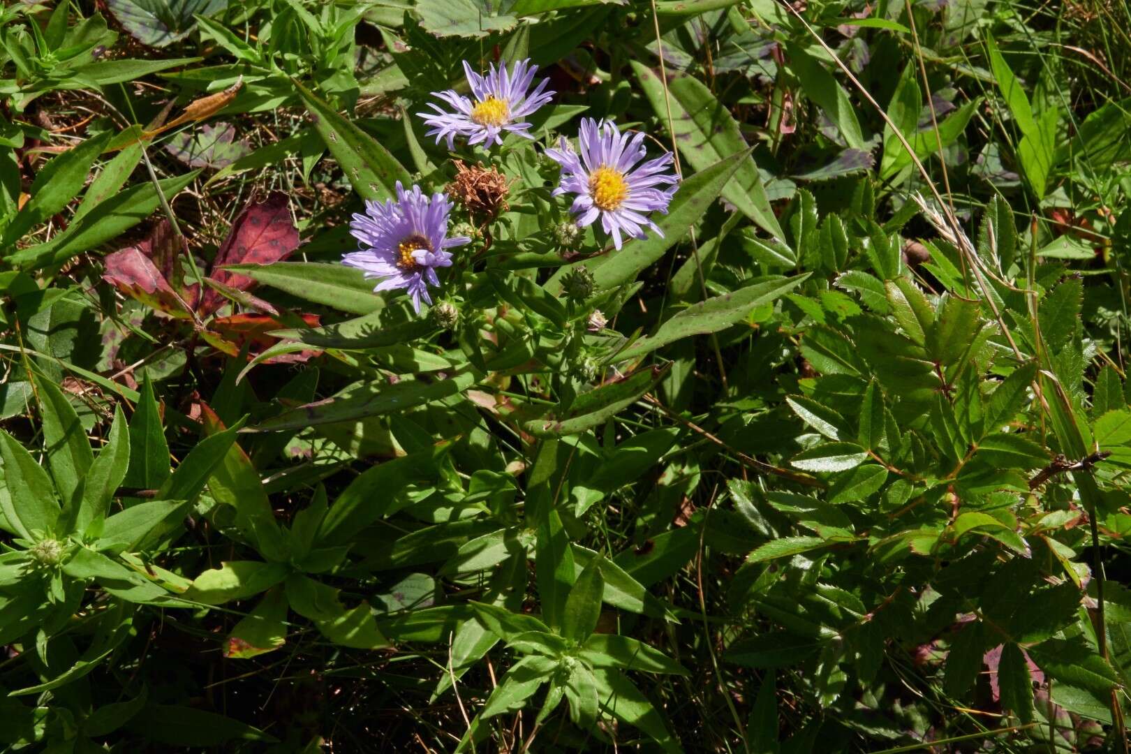 Image of New York aster