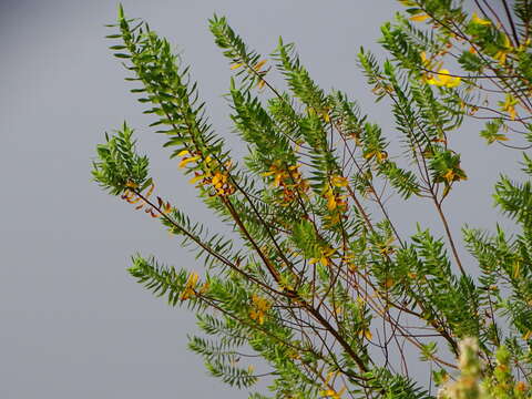 Image of Hypericum mysorense Heyne