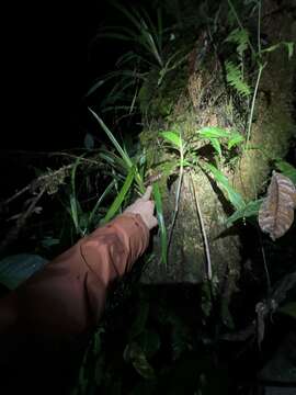 Image of Siphlophis ayauma Sheehy Iii, Yánez-Muñoz, Valencia & E. N. Smith 2014