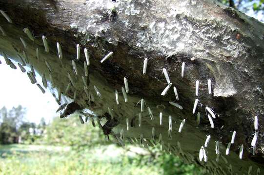 Image of Bird-cherry Ermine