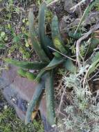 Image of Gasteria excelsa Baker