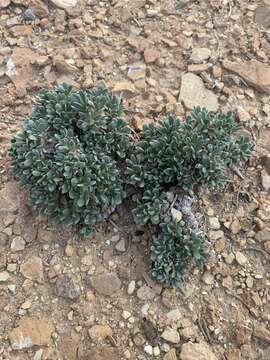 Image of Colorado feverfew