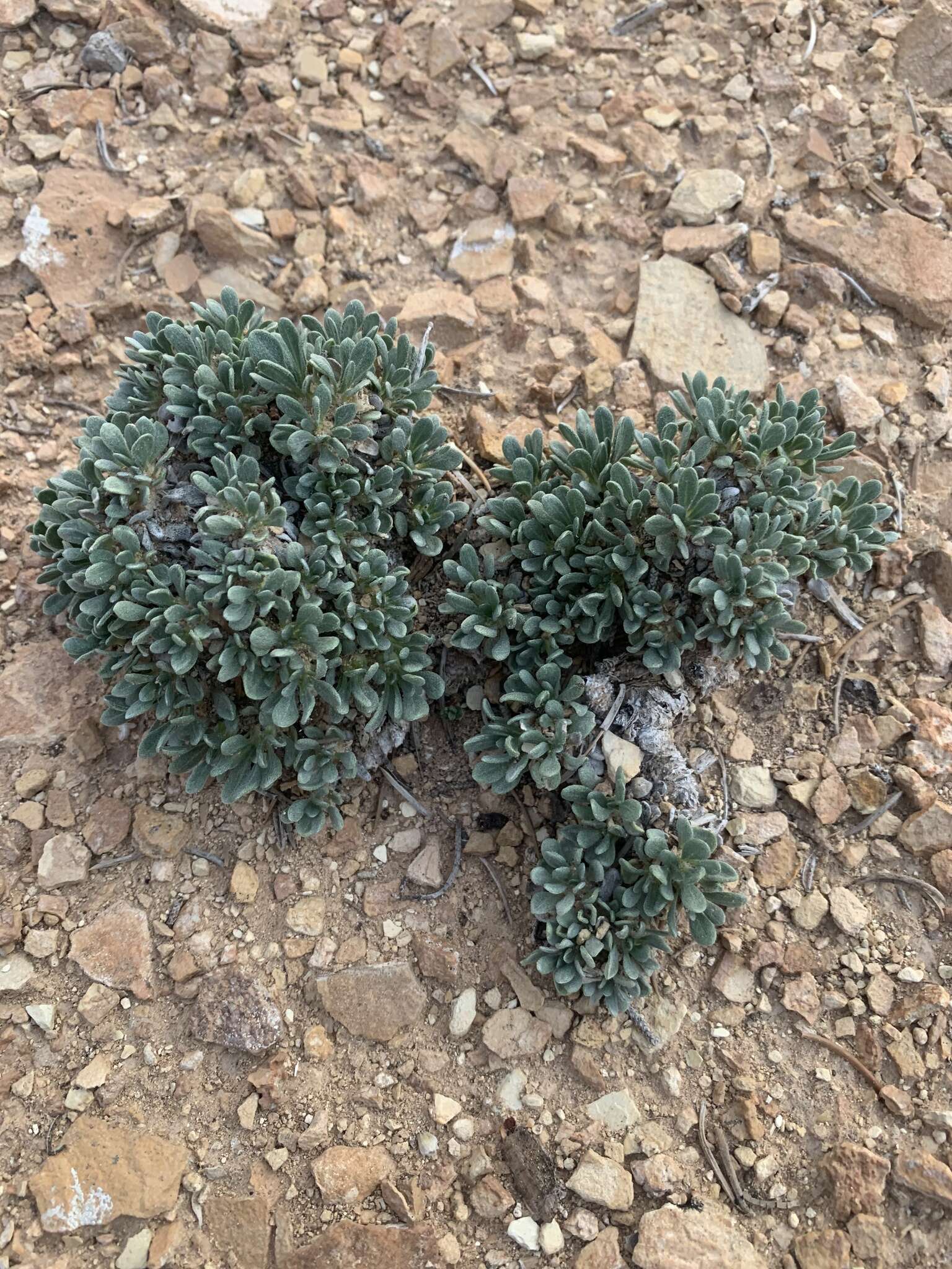 Parthenium ligulatum (M. E. Jones) Barneby的圖片