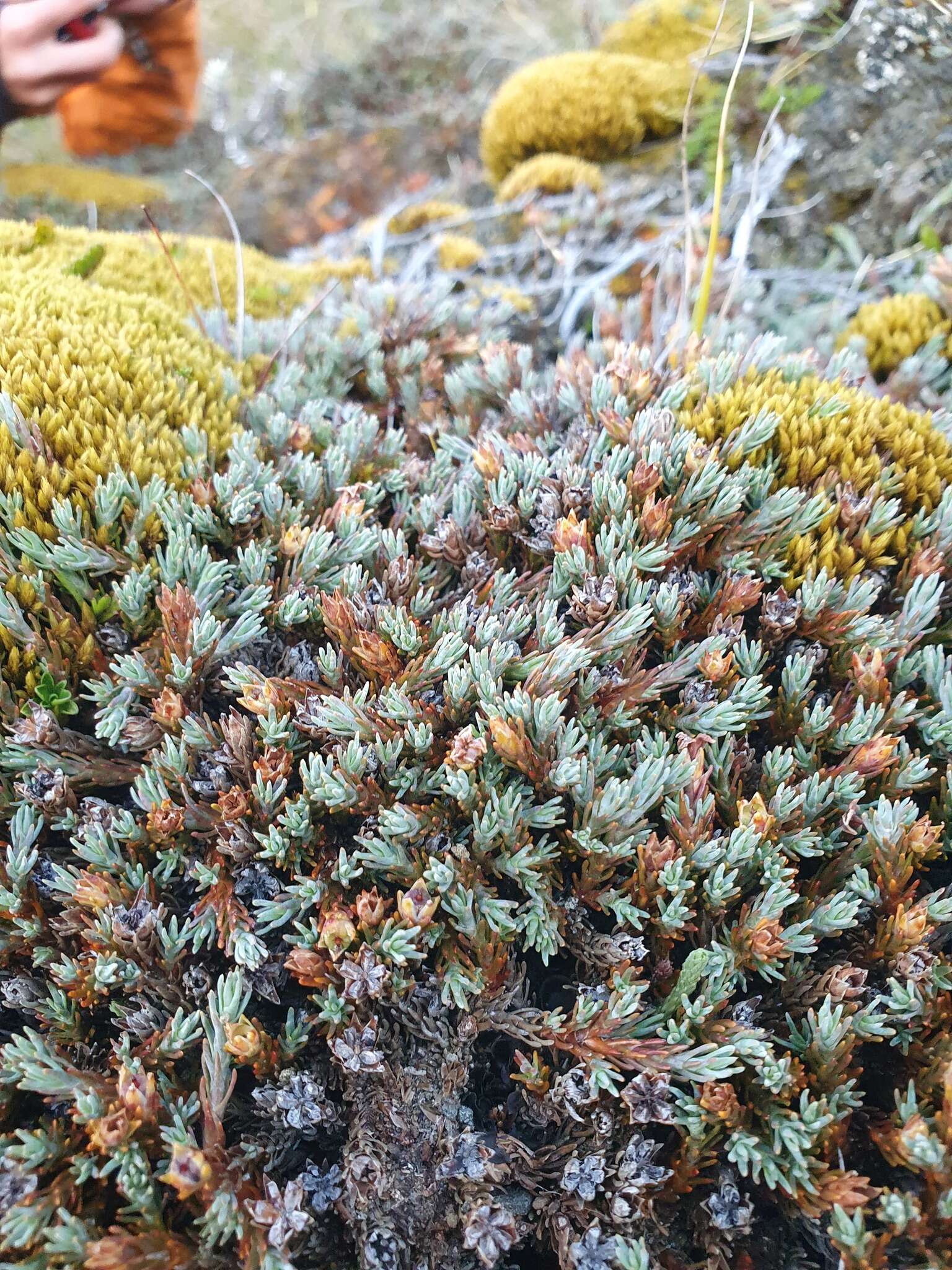 Image of Dracophyllum prostratum T. Kirk