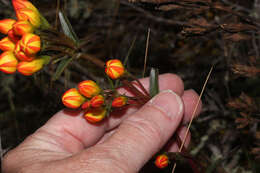 Image de Gentianella hyssopifolia (Kunth) Fabris