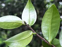 Image of Camellia oleifera Abel.