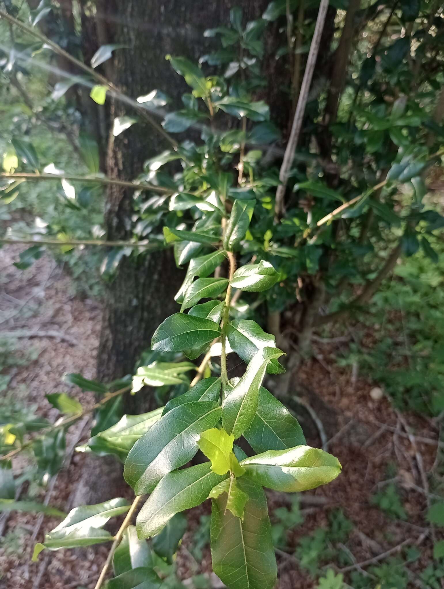 Слика од Cordia americana (L.) Gottschling & J. S. Mill.