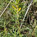 Imagem de Persoonia juniperina Labill.