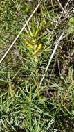 Imagem de Persoonia juniperina Labill.