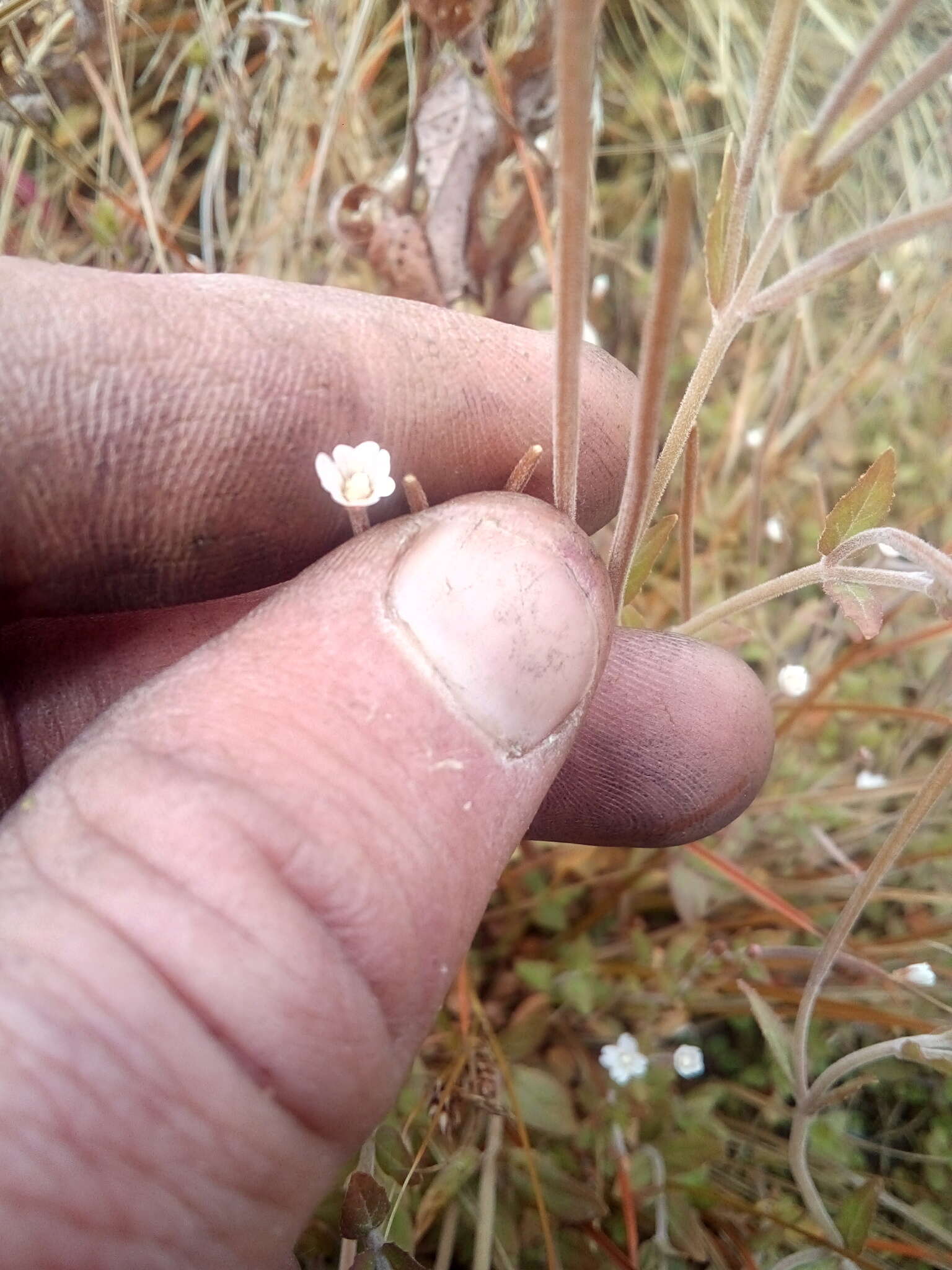 Image de Epilobium insulare Hausskn.