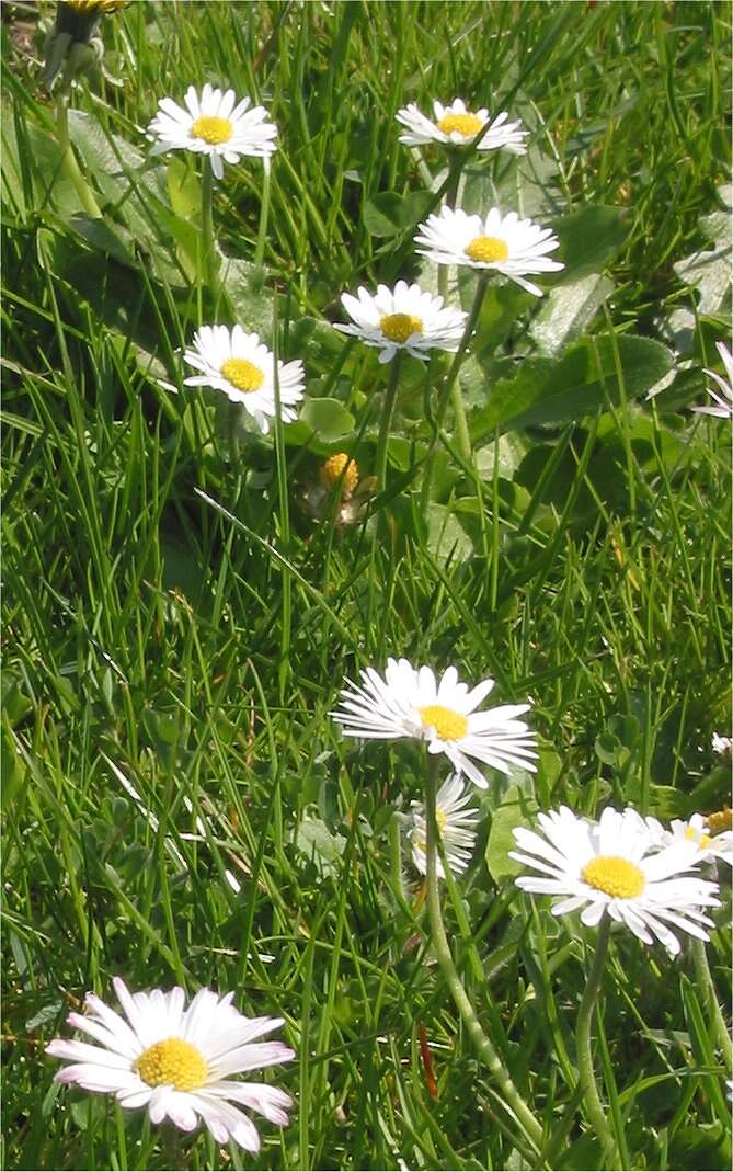 Image of Daisy