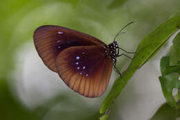 Euploea netscheri Snellen 1889的图像