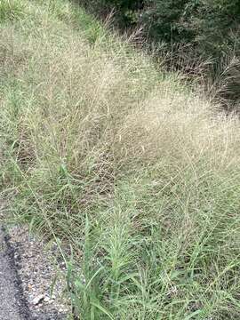 Image of Needle Viper Grass