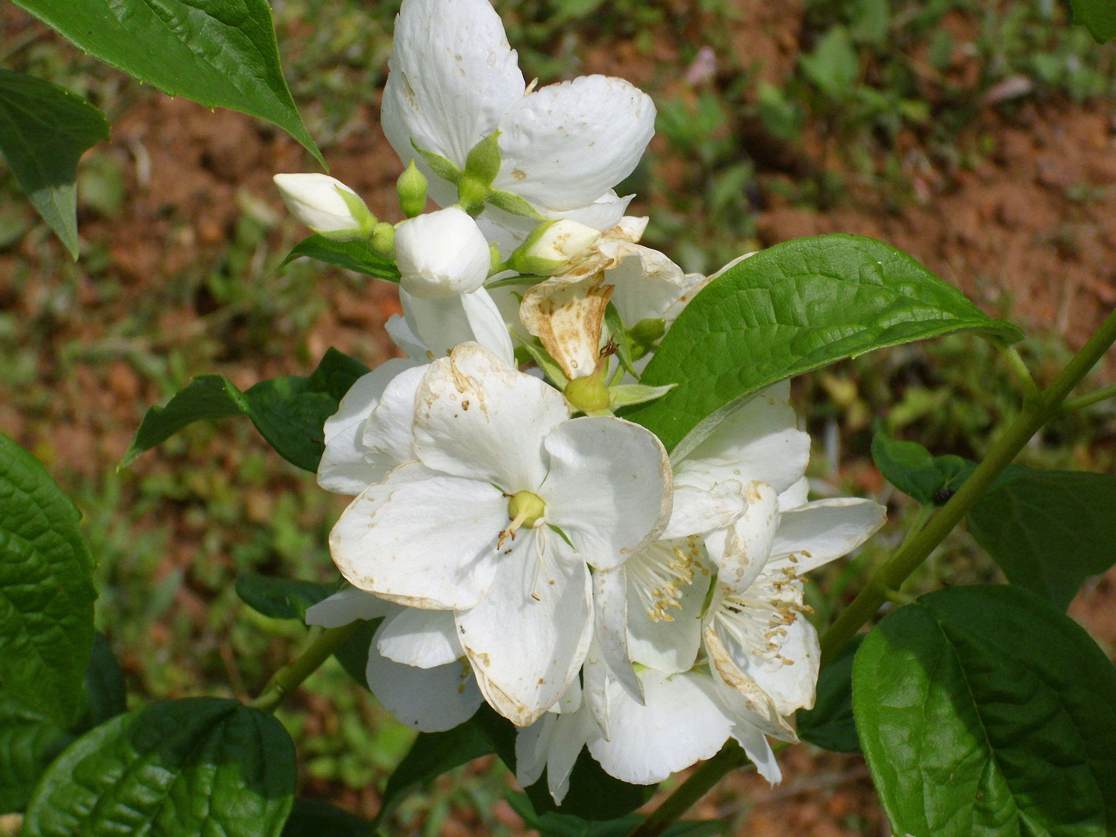 Image of sweet mock orange