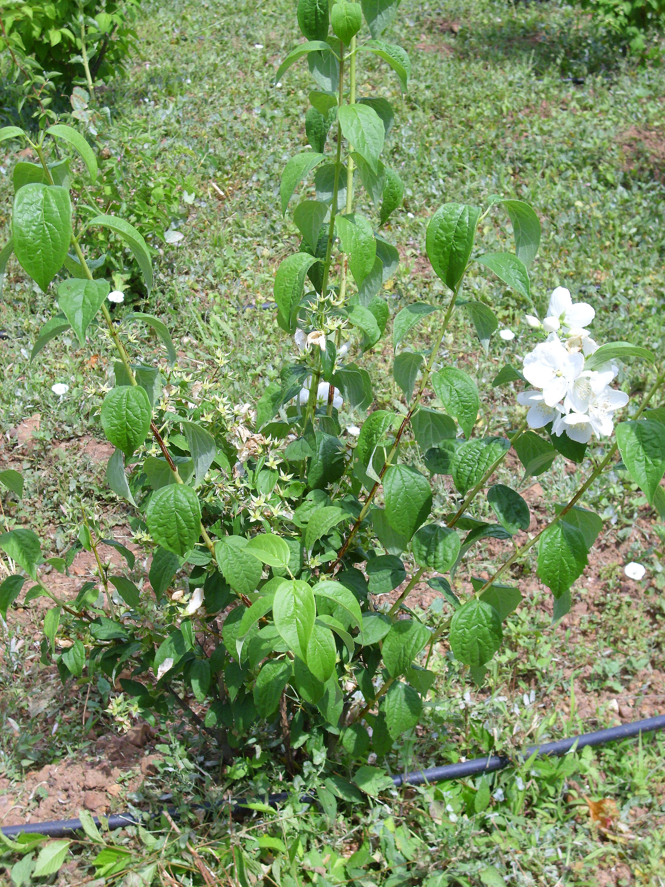 Image of sweet mock orange