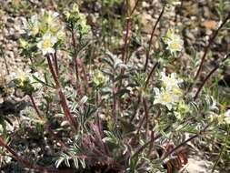 Image de Horkelia congesta subsp. nemorosa Keck