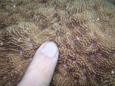 Image of dome coral