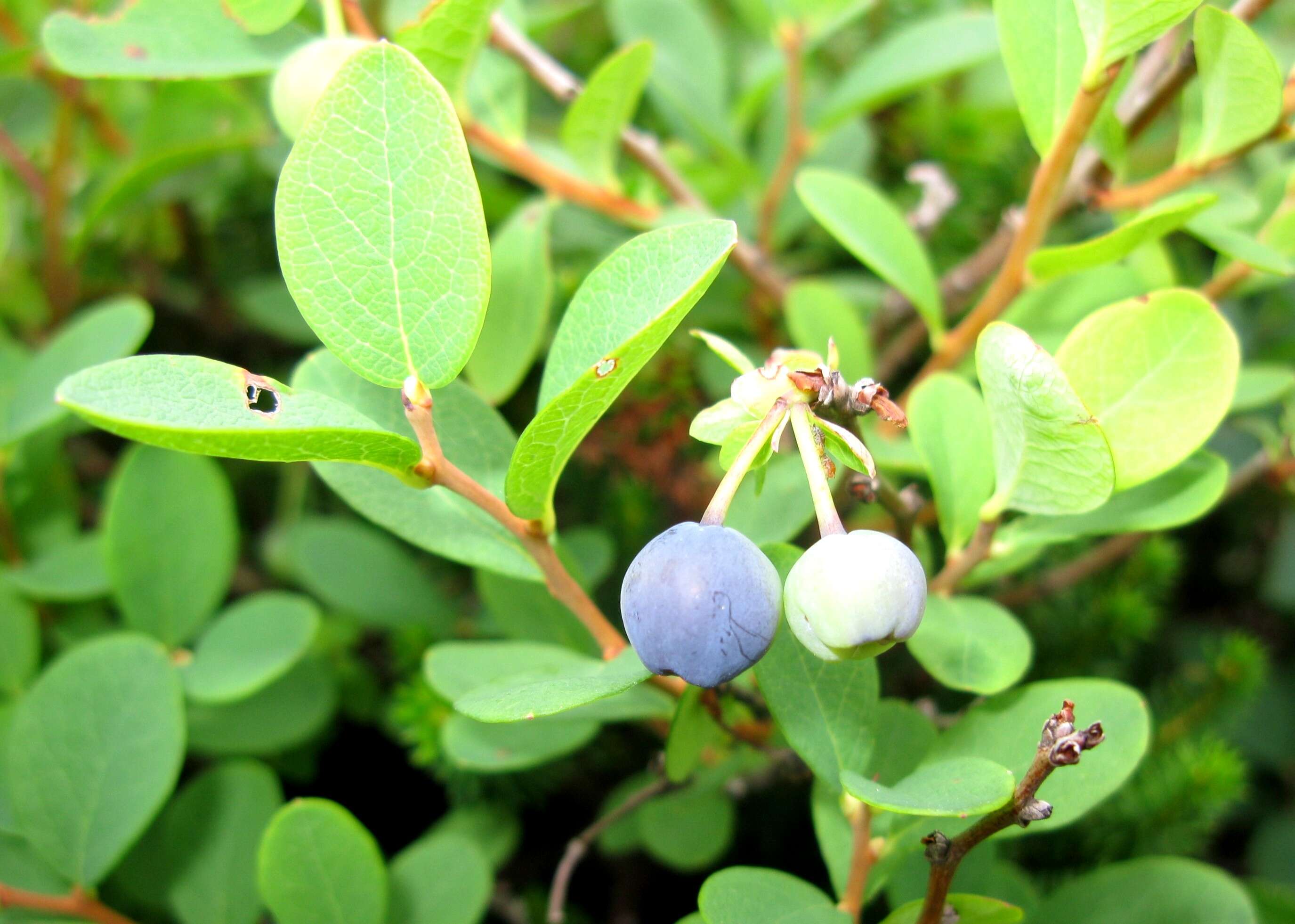 Image of alpine bilberry