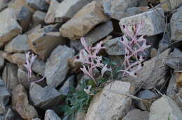 Image of Corydalis schanginii (Pall.) B. Fedtsch.