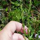 Sivun Lythrum alatum subsp. lanceolatum (Elliott) A. Haines kuva