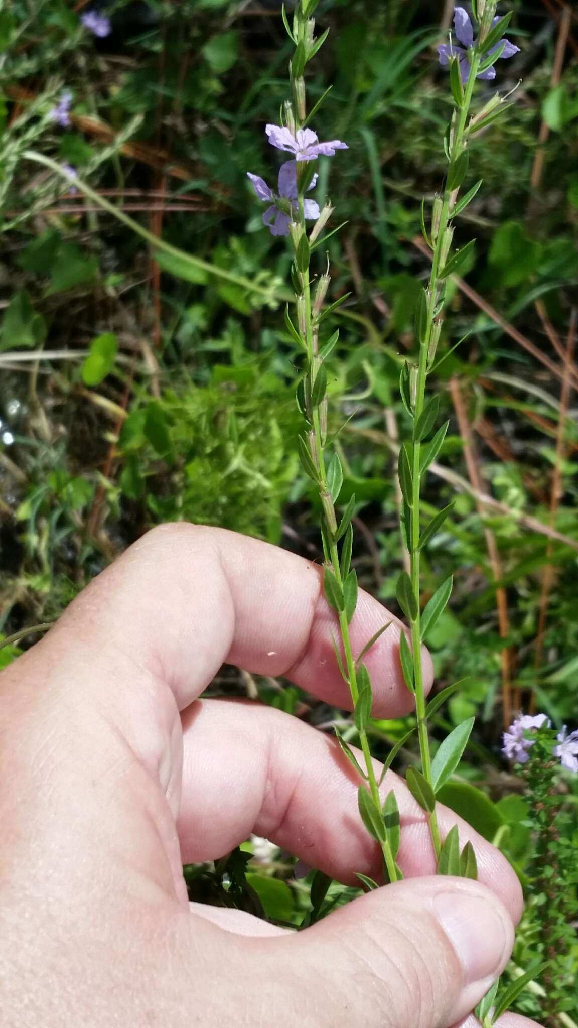 Imagem de Lythrum alatum subsp. lanceolatum (Elliott) A. Haines