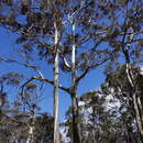 Image de Eucalyptus bosistoana F. Müll.