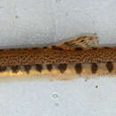 Image of Northern Iberian spined-loach