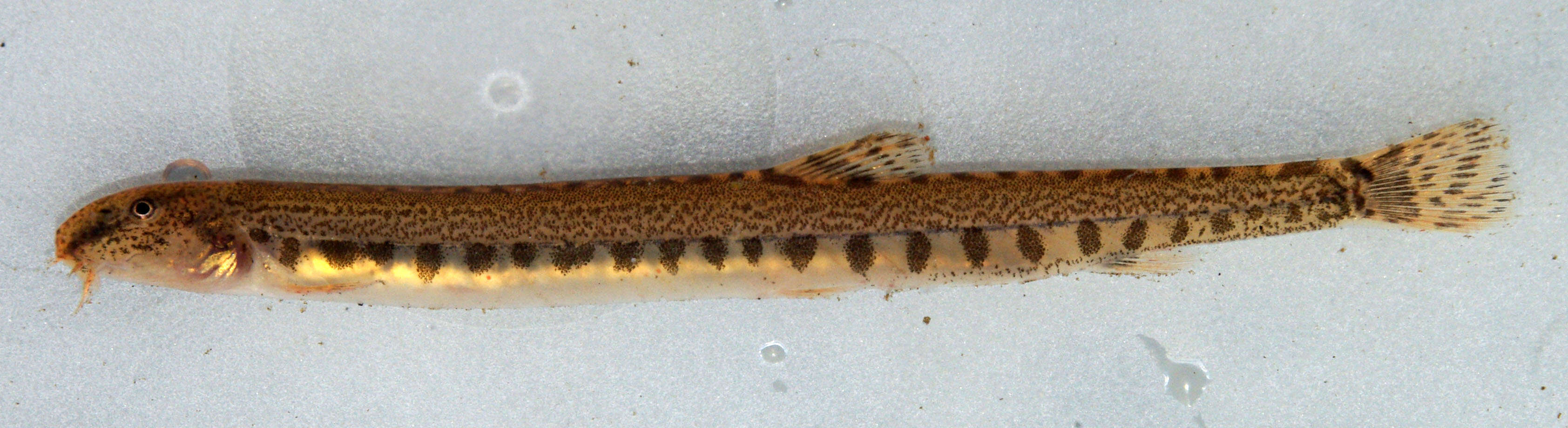 Image of Northern Iberian spined-loach