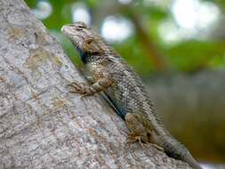 Image of Clark's spiny lizard